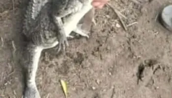 تمساح بلبيس 