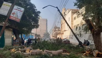 سقوط شجرة أمام مدرسة ببنى سويف 