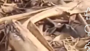 صورة التمساح