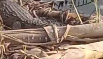 صورة للتمساح