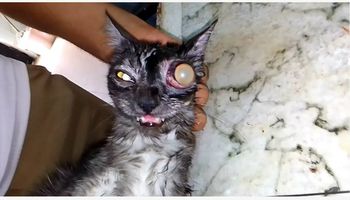 عيادة الطب البيطري ببنى سويف 