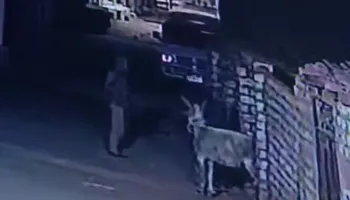 اثناء سرقة حمار بقنا 