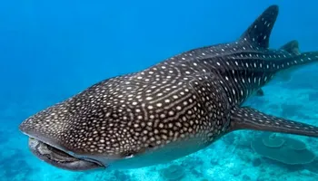 الحوت بهلول