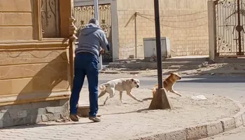 كلاب الشوارع  