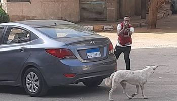 الكلاب الضالة 