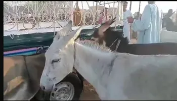 سوق الحمير بقنا 