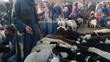 سوق المواشي في سوهاج 