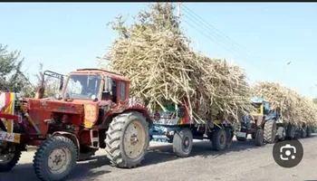 شاحنات قصب السكر بقنا 