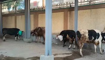 التشغيل التجريبي لمجزر دسوق تمهيدًا لافتتاحه