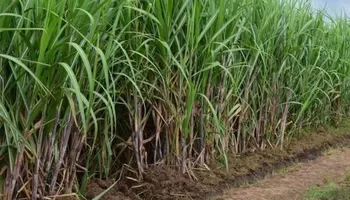 محصول قصب السكر 