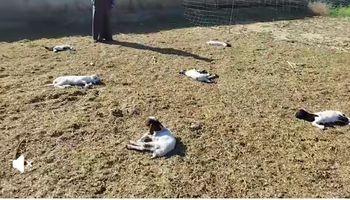 نفوق ماشية بمطروح 