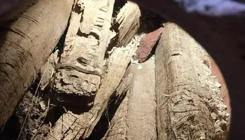 جانب من الاكتشاف