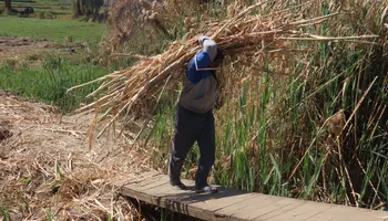 حصاد محصول القصب 