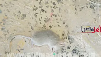 ضبط دقيق معاد تدويره 