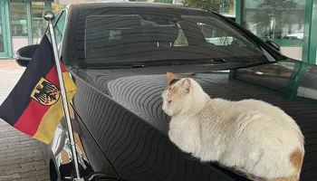 قطة على سيارة السفير