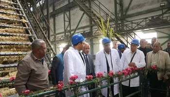 مصنع سكر دشنا 