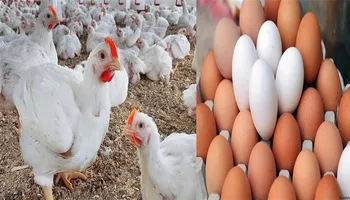 اسعار الدواجن والبيض اليوم