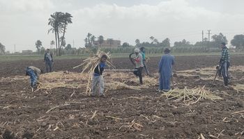 زراعة محصول القصب الصيفي