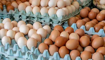 اسعار البيض