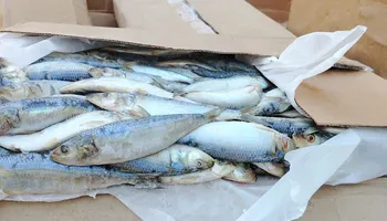 جانب من الحملة