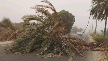 سقوط نخله بدشنا