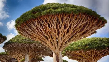 شجرة دم الأخوين