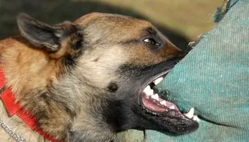 صوره ارشيفيه 