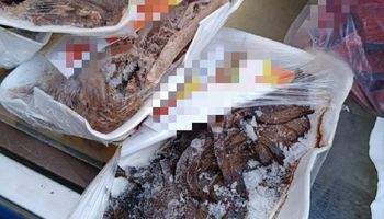 ضبوطات المنوفية 