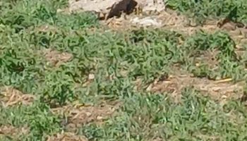 عمود الانارة