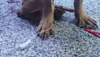 قصه السويس المؤلمة 