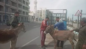 محافظة مطروح 