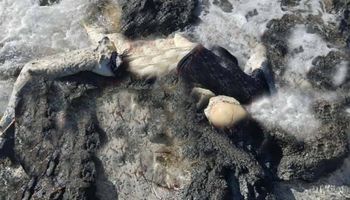 محافظة مطروح 