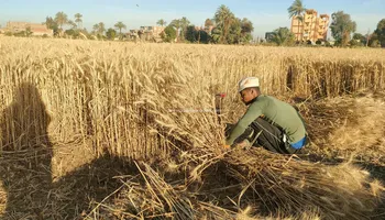 حصاد محصول القمح