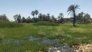 ارتفاع منسوب النيل في الزراعات 