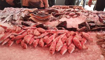 أسعار الأسماك 