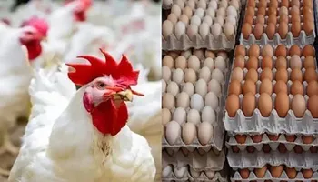 اسعار الدواجن والبيض