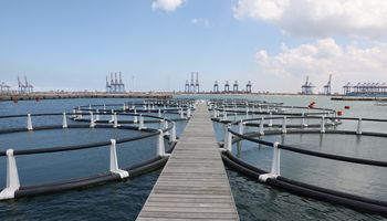 المشروعات التنموية والخدمية