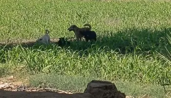 الكلاب الضاله تهاجم حظيره مواشي