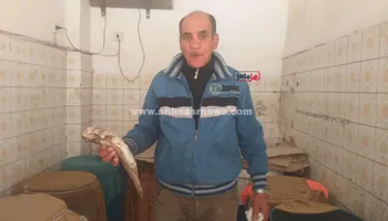 انتعاشة في سوق أسماك الملوحة بكفر الشيخ قبل شم النسيم 
