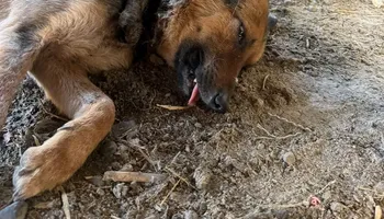 انقاذ الكلب 