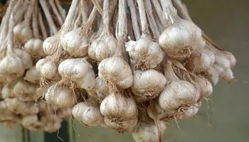 تخزين الثوم