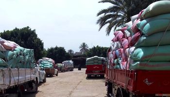 توريد القمح في سوهاج 