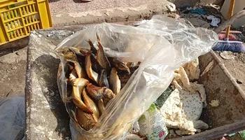 جانب من الضبطيات