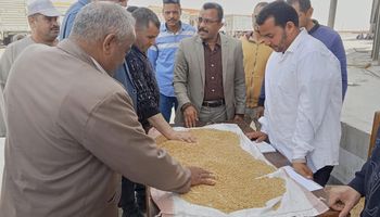 جانب من توريد القمح