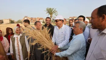 جانب من حصاد محصول القمح 