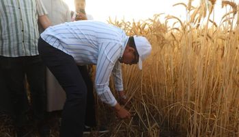 جانب من حصاد محصول القمح 