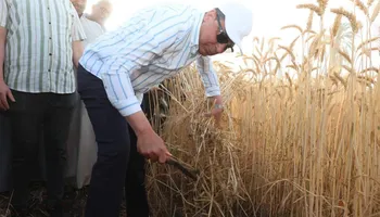 جانب من حصاد محصول القمح 