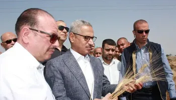  حصاد القمح ببنى سويف 