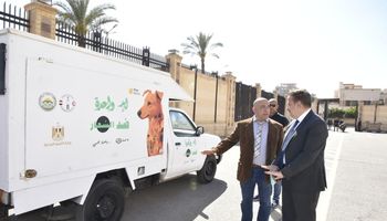 محافظ بورسعيد : حملات مكثفة لجمع الكلاب الحرة استجابة لمطالب المواطنين