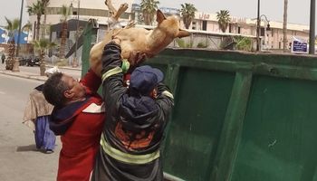 محافظة بورسعيد تبدأ في جمع الكلاب الضالة من كافة الأحياء وبورفؤاد لتسليمها للشيلتر الجديد